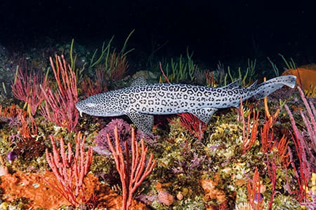 Algoa Bay