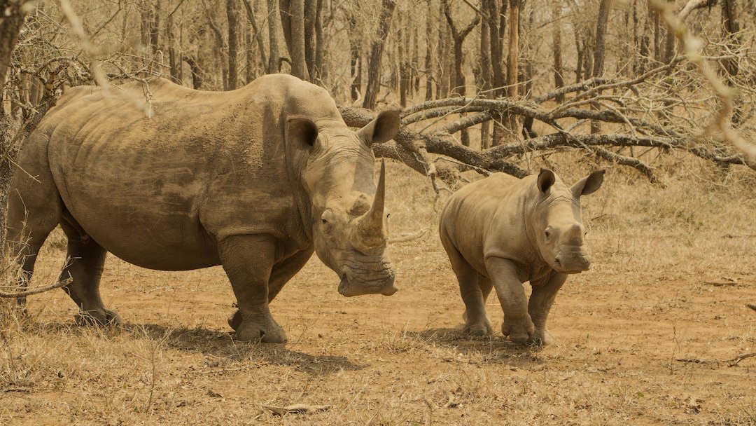 دليل برنامج سفاري Lubombo Conservancy لمدة 7 أيام: التكلفة في 2027