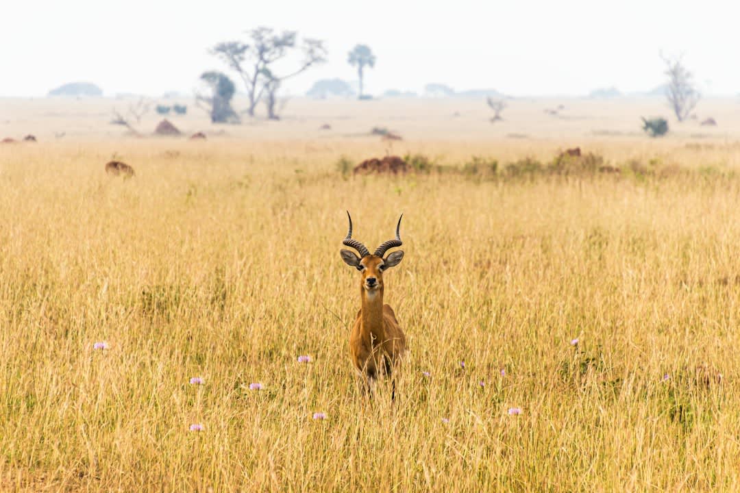 Lake Mburo Safari Packages 2027: Prices and Best Time