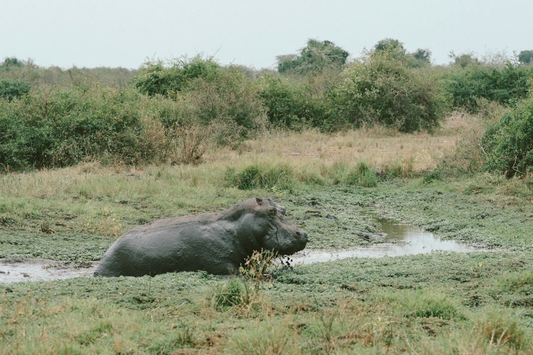 Mabamba Swamp Tours 2027: Boat Prices and Booking Guide