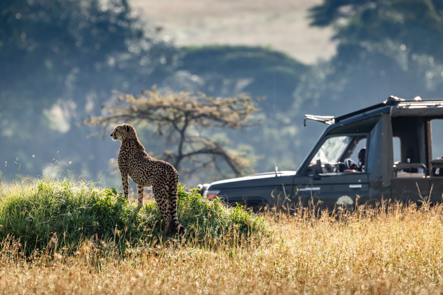 肯尼亚 Masai Mara 和 Lake Nakuru 4日游