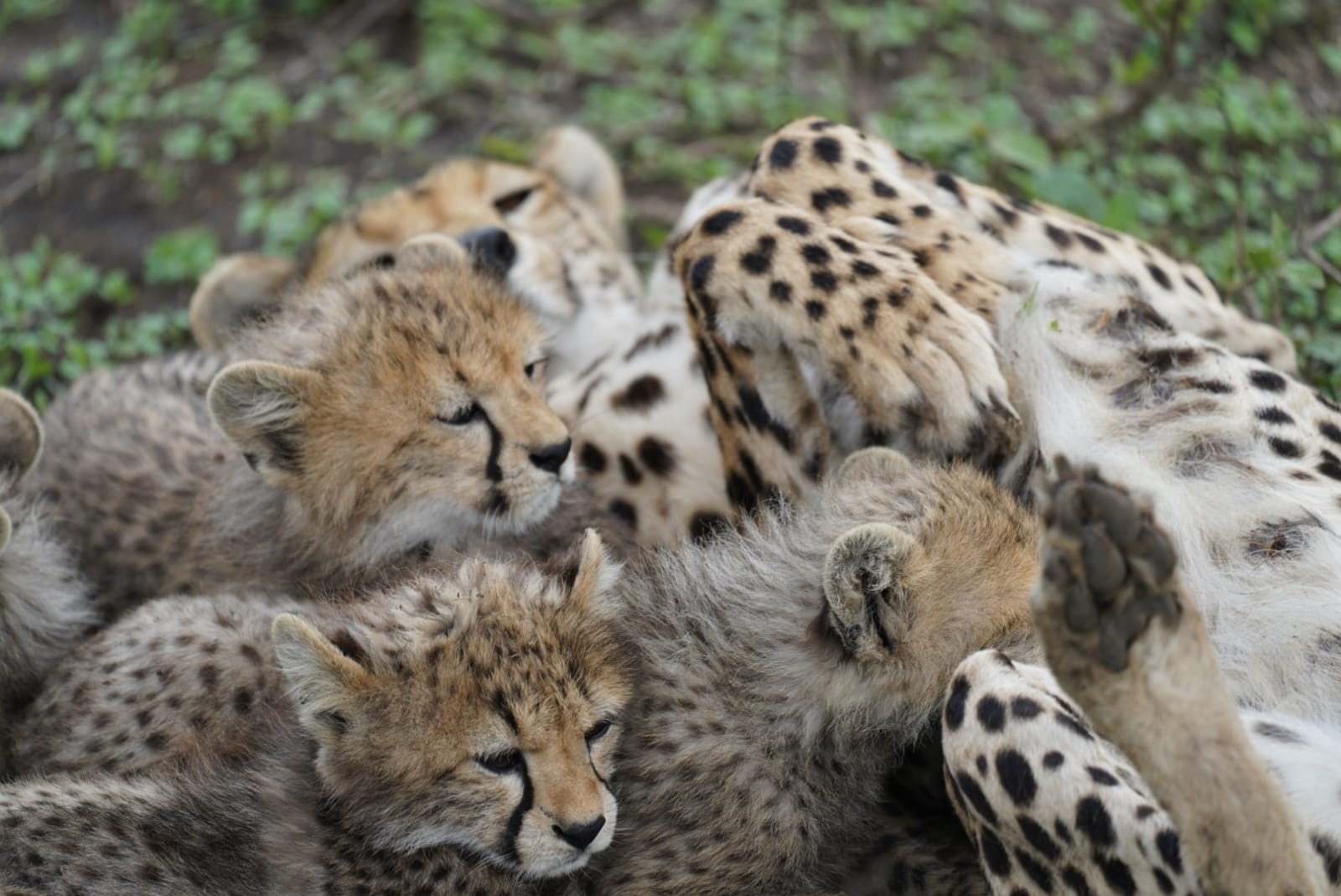 2天 Tarangire 夜间 safari 与 Ngorongoro Crater 探险之旅，前往 Zanzibar