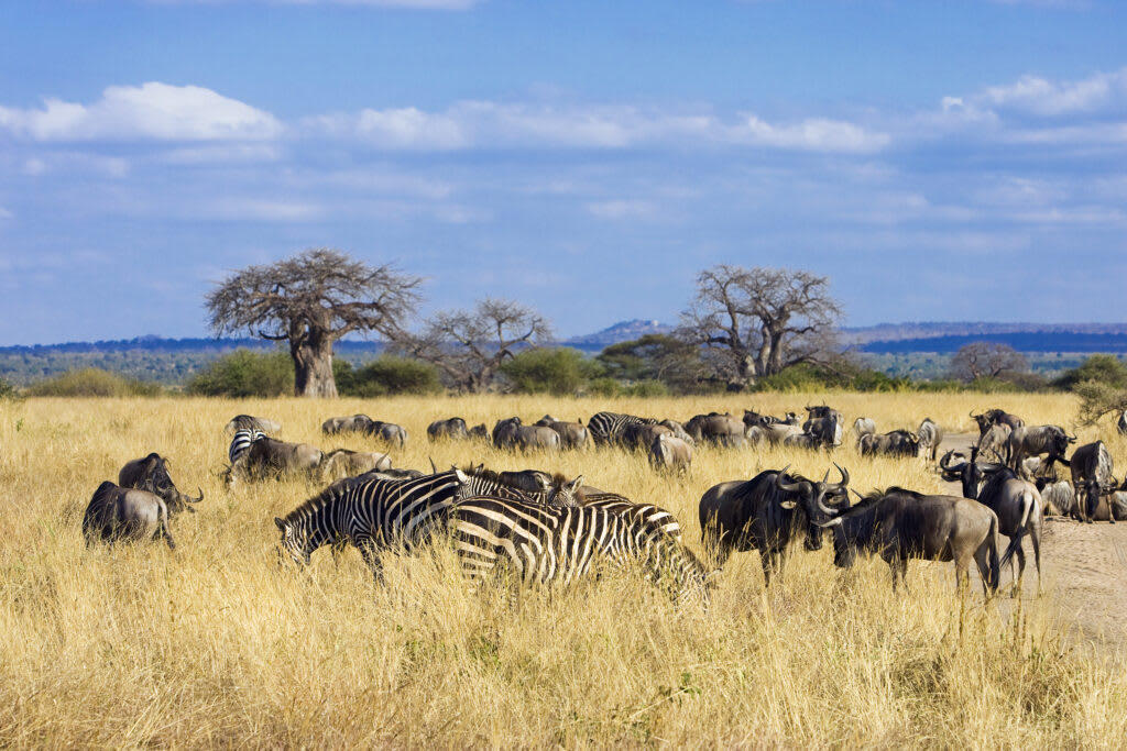 3天坦桑尼亚探索之旅:阿鲁沙国家公园、Tarangire和Ngorongoro Crater