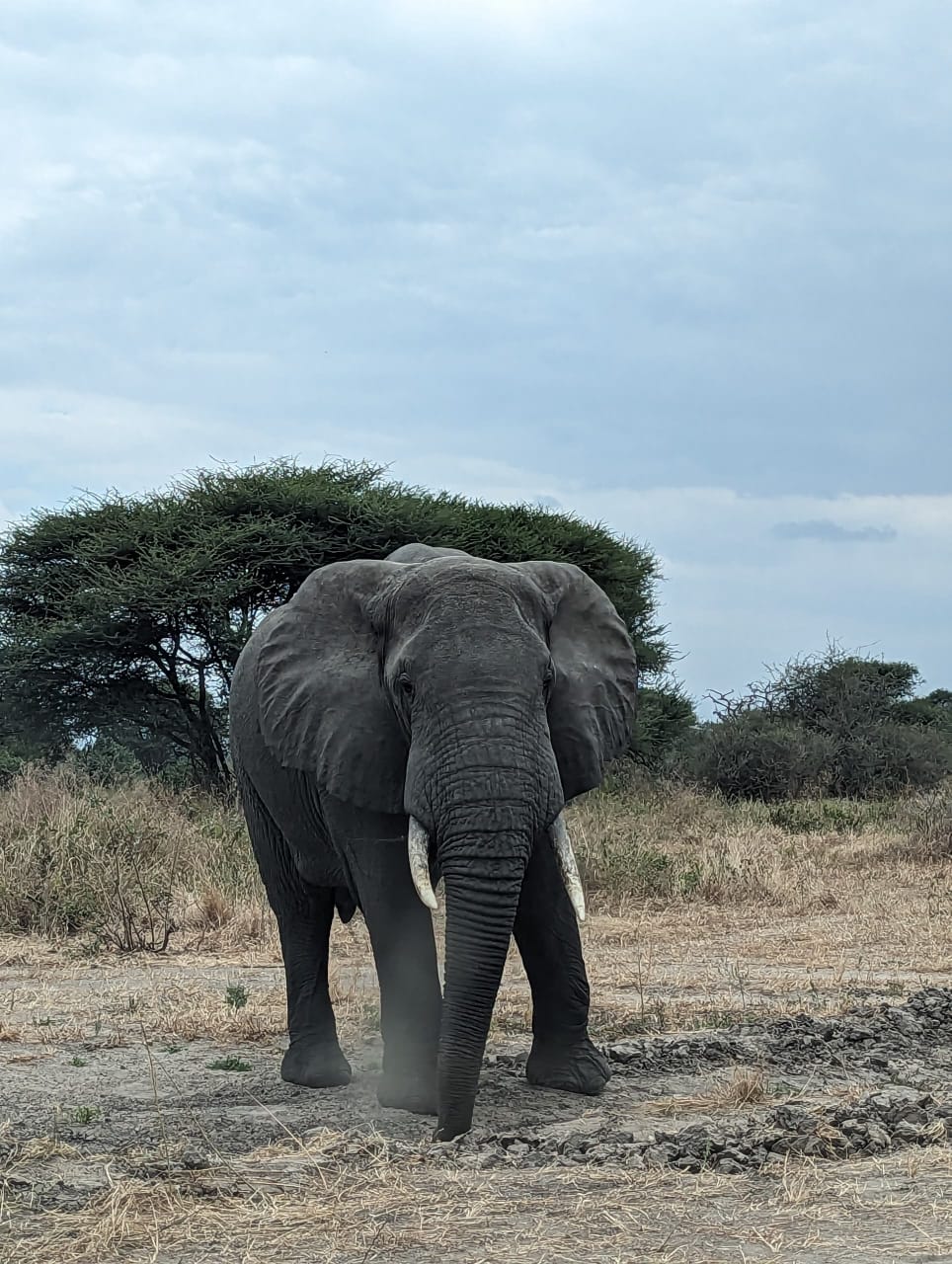 3天野性珍宝之旅:Tarangire、Ngorongoro与Manyara