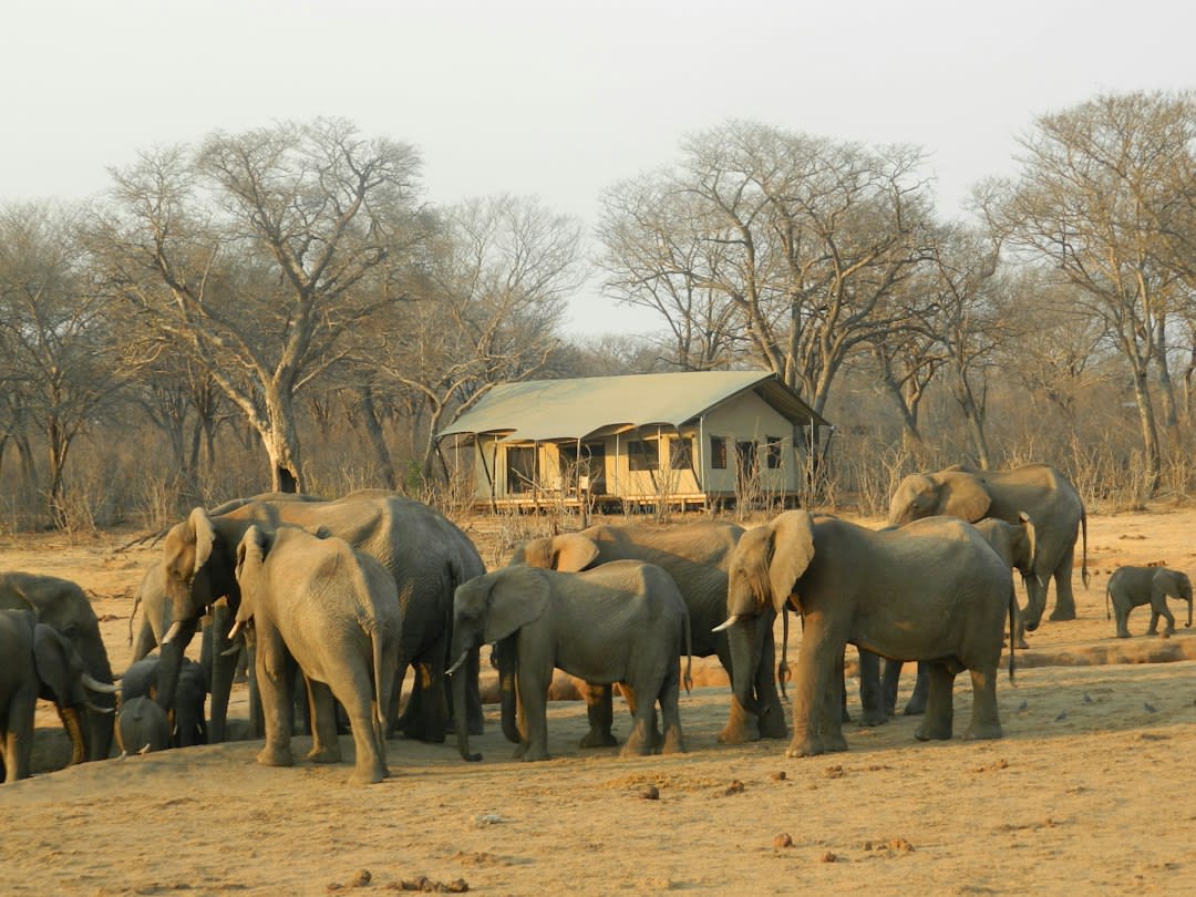 Best Time for Zimbabwe Safari: 2027 Month-by-Month Guide