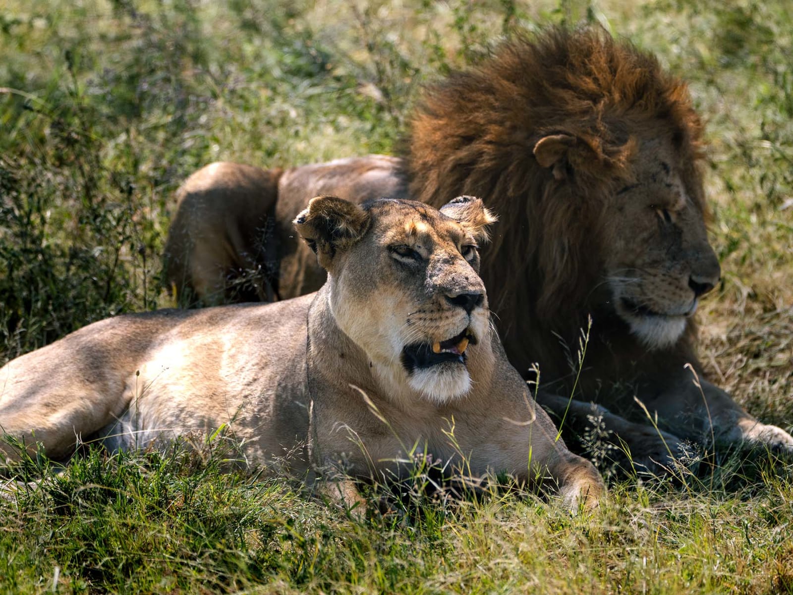 4天肯尼亚私人Safari：Nakuru湖和Maasai Mara