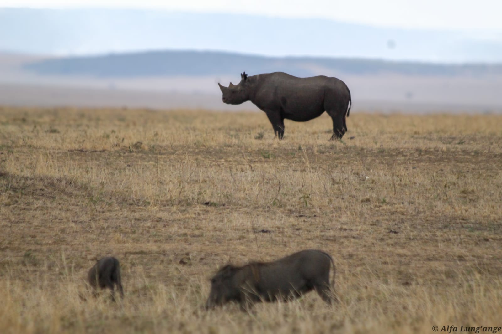 Safari photo by Alfa Lung'ange