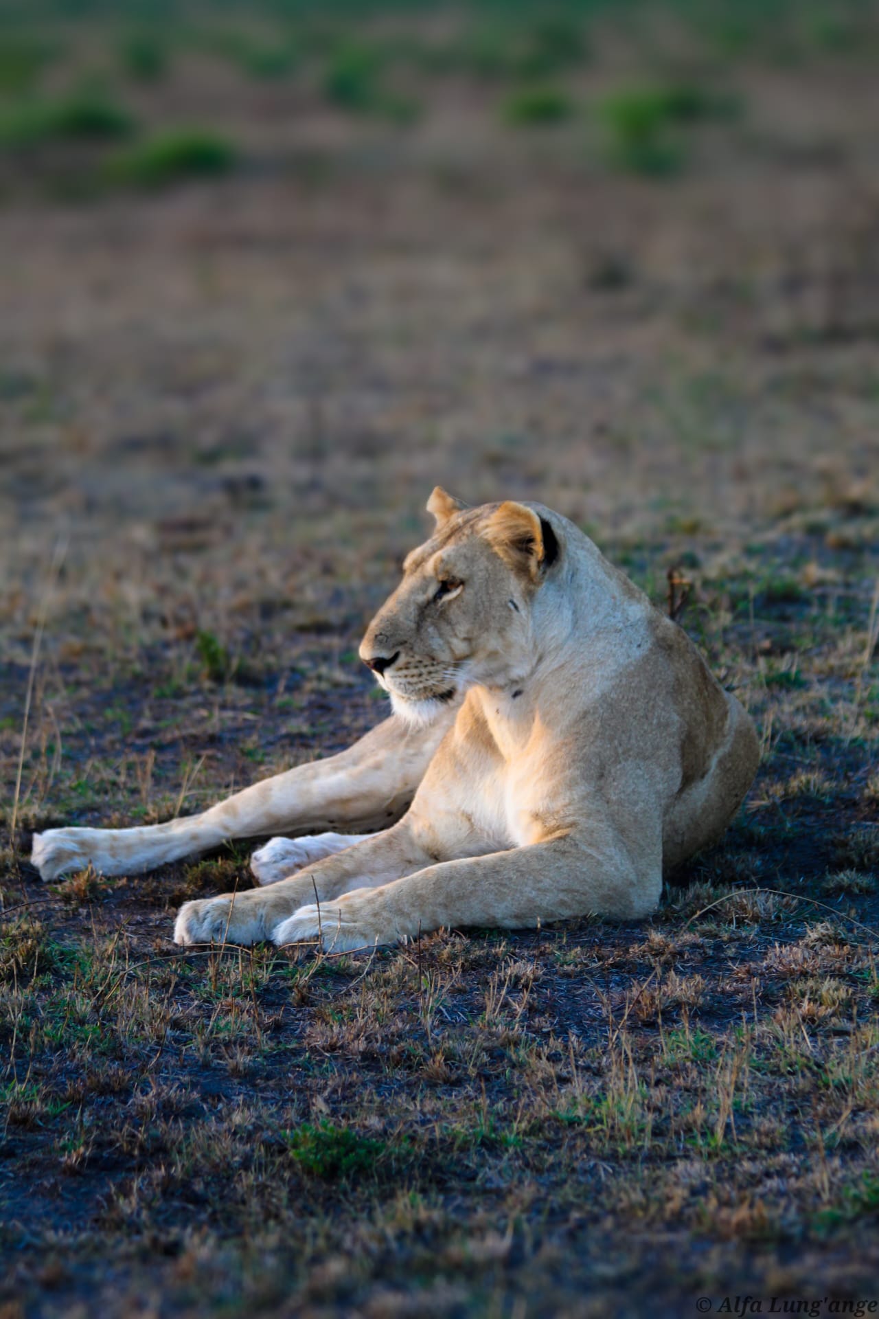 Safari photo by Alfa Lung'ange