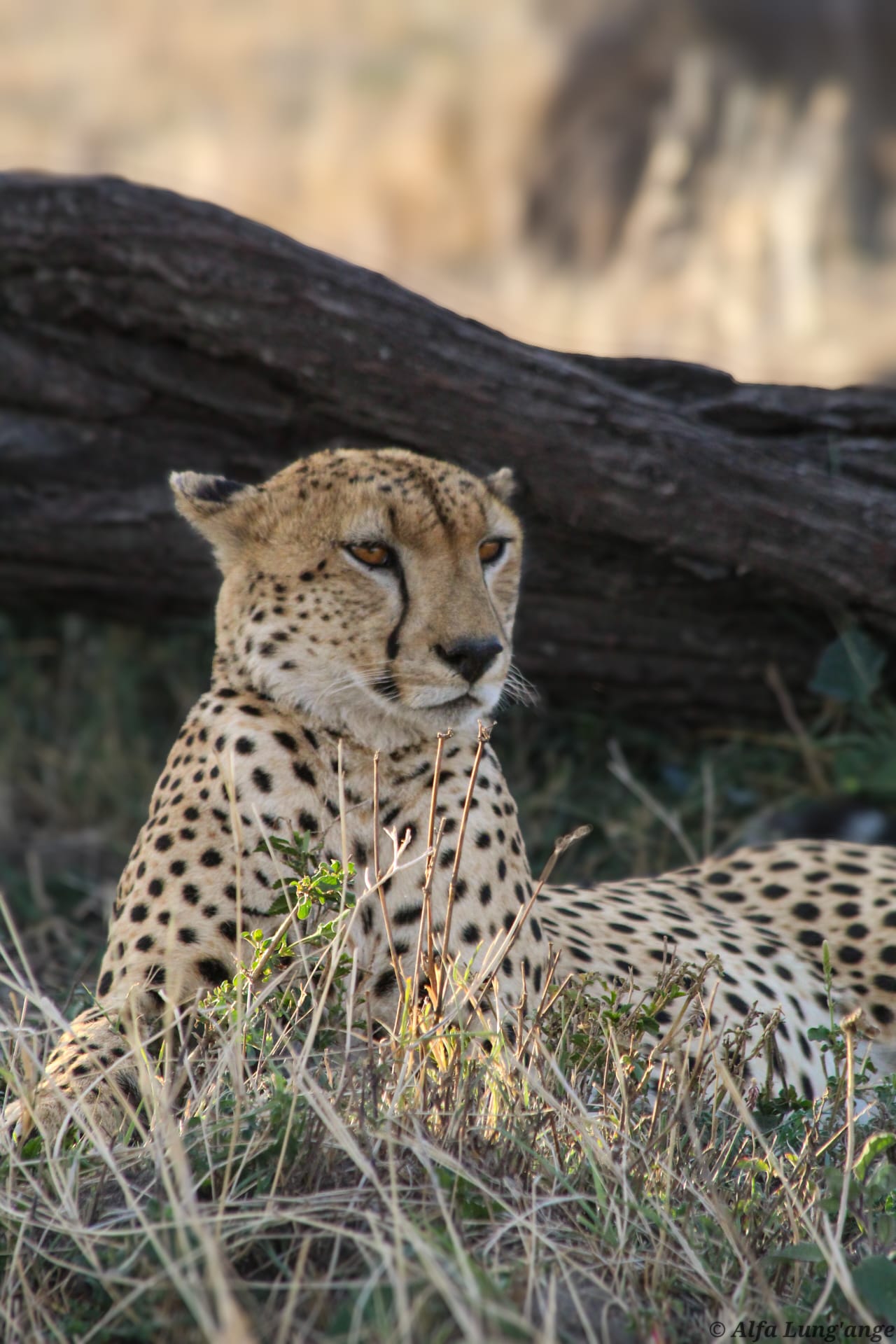 Safari photo by Alfa Lung'ange