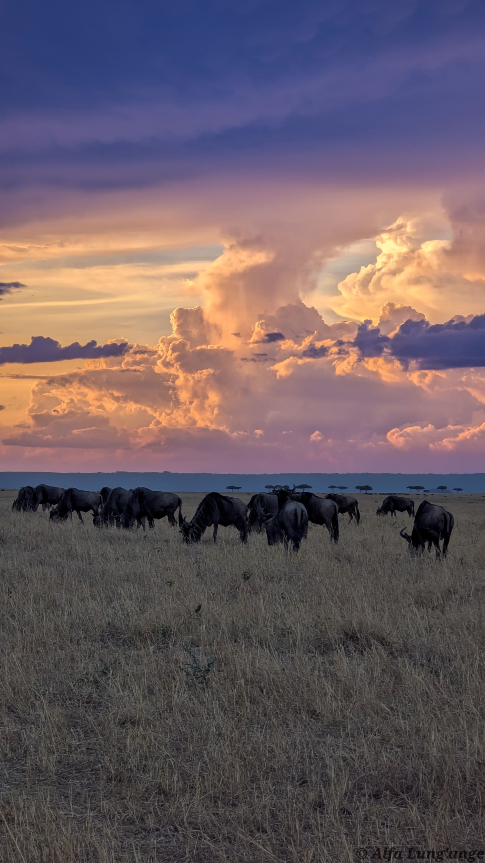 Safari photo by Alfa Lung'ange
