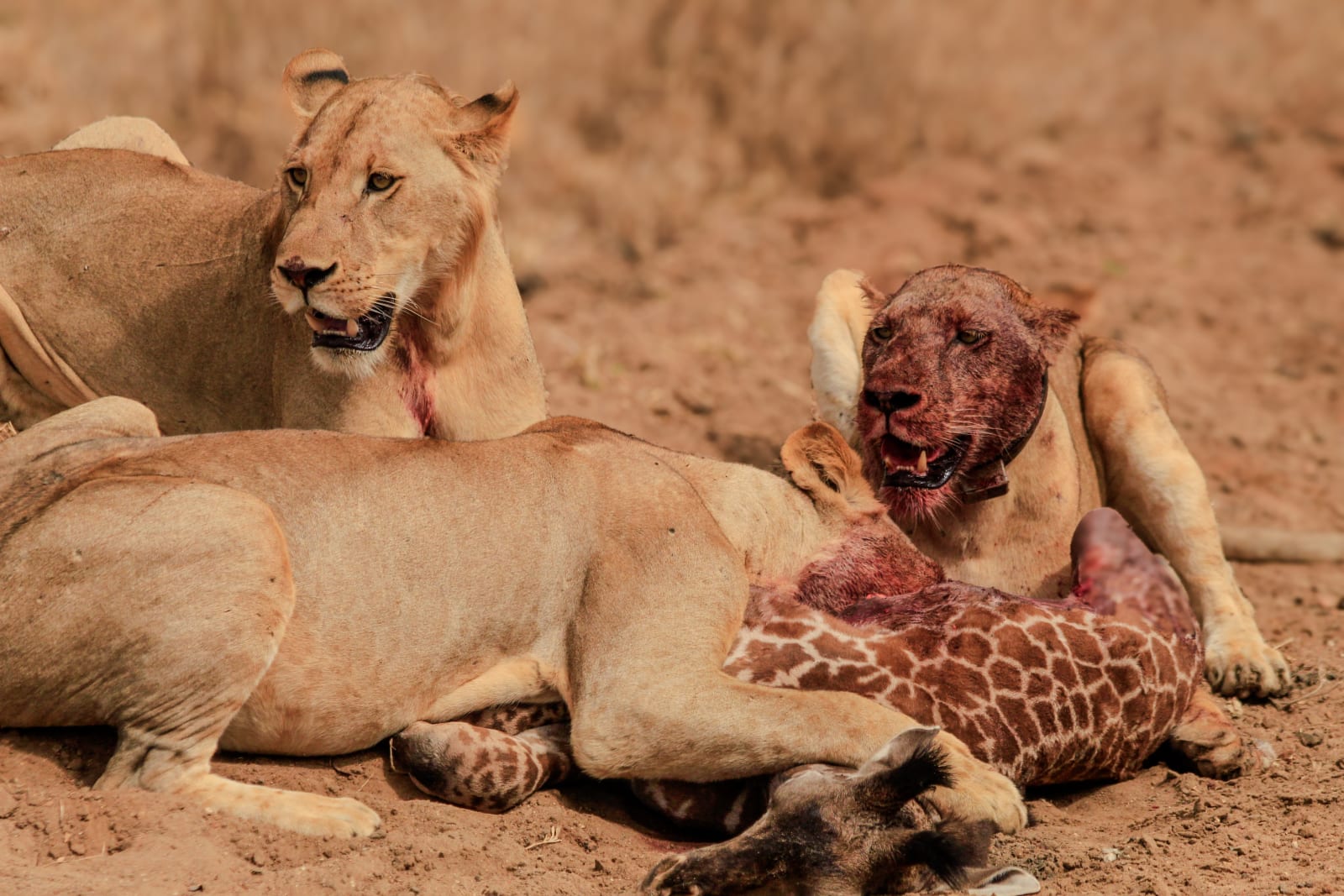 Safari photo by Alfa Lung'ange