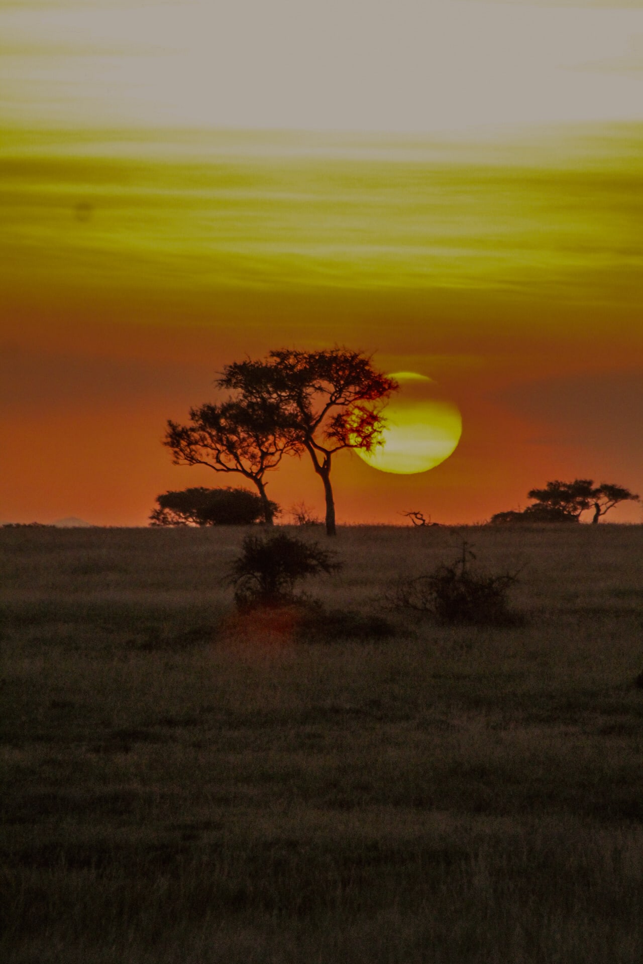 Safari photo by Alfa Lung'ange