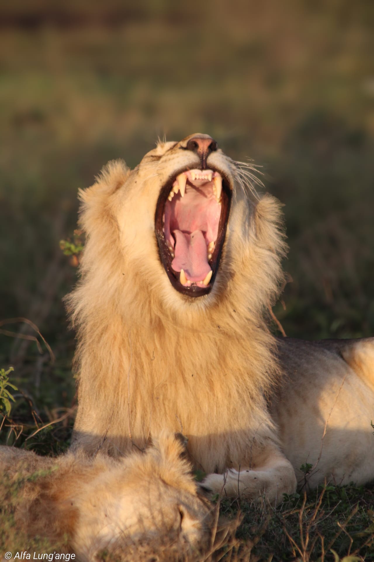 Safari photo by Alfa Lung'ange