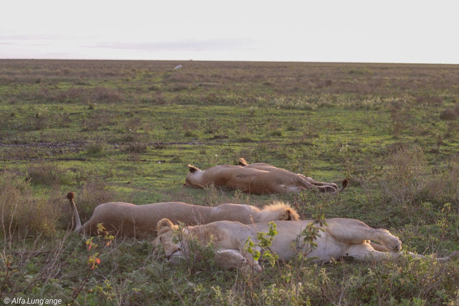 Safari photo by Alfa Lung'ange