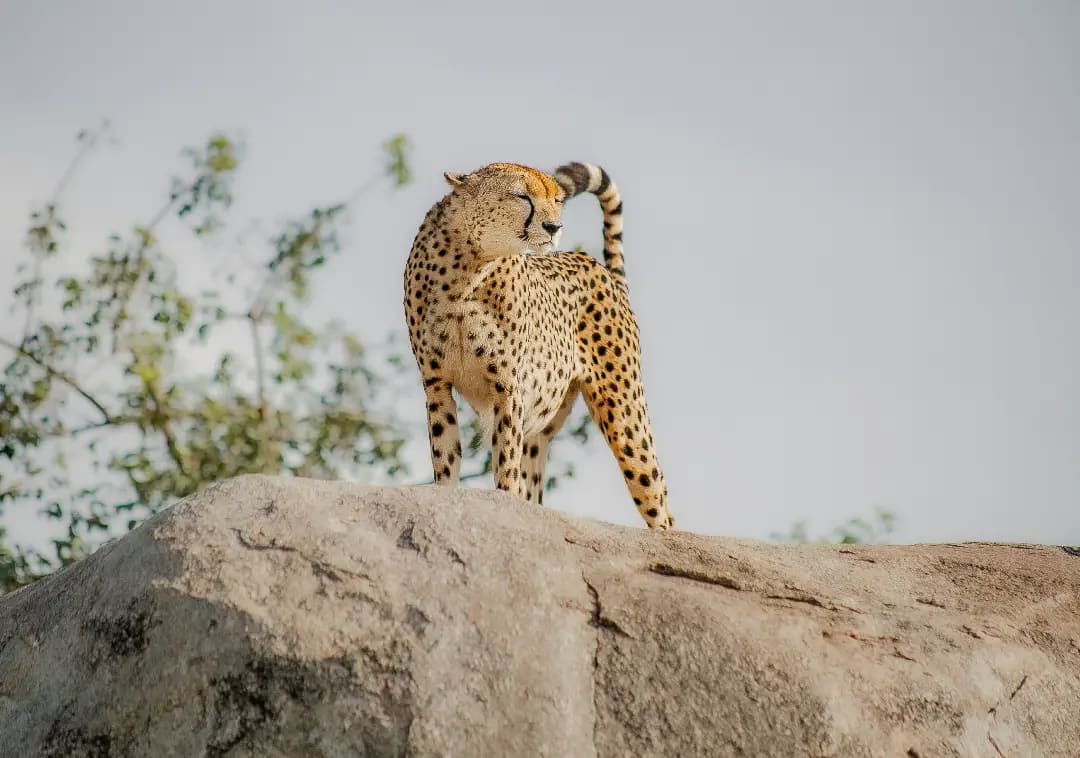 8-Day Tanzania Great Migration Safari
