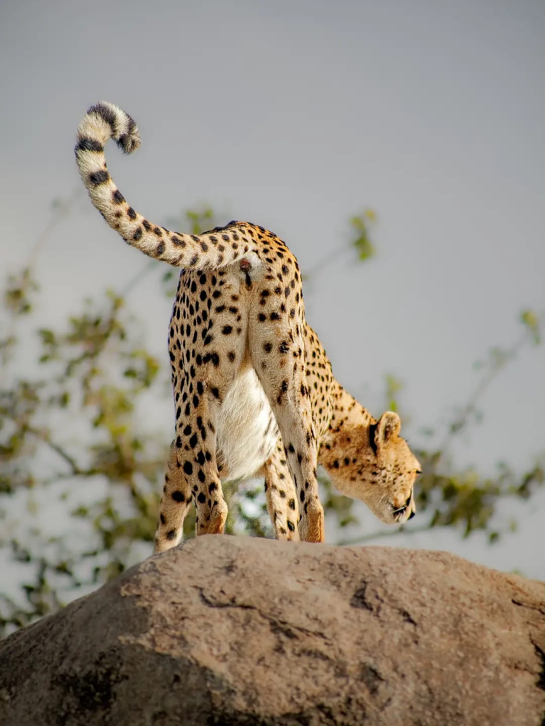 7-Day Tanzania Wildlife & Hadzabe Safari