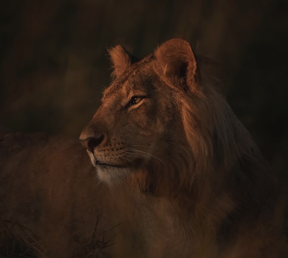 5-Day High End Luxury Safari
