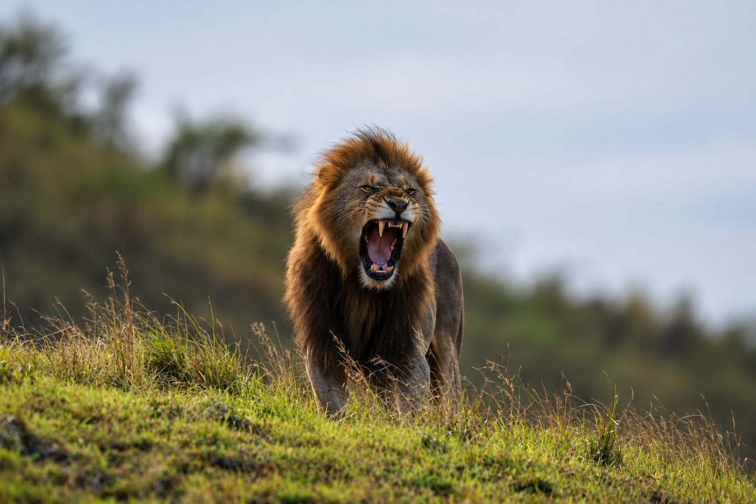 Safari di 1 giorno per avvistare i Big 5 nel parco Hluhluwe-iMfolozi