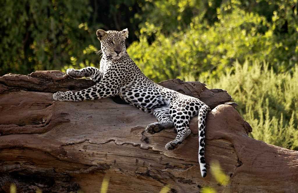 14天肯尼亚和坦桑尼亚 safari：Masai Mara、Serengeti 和 Ngorongoro Crater