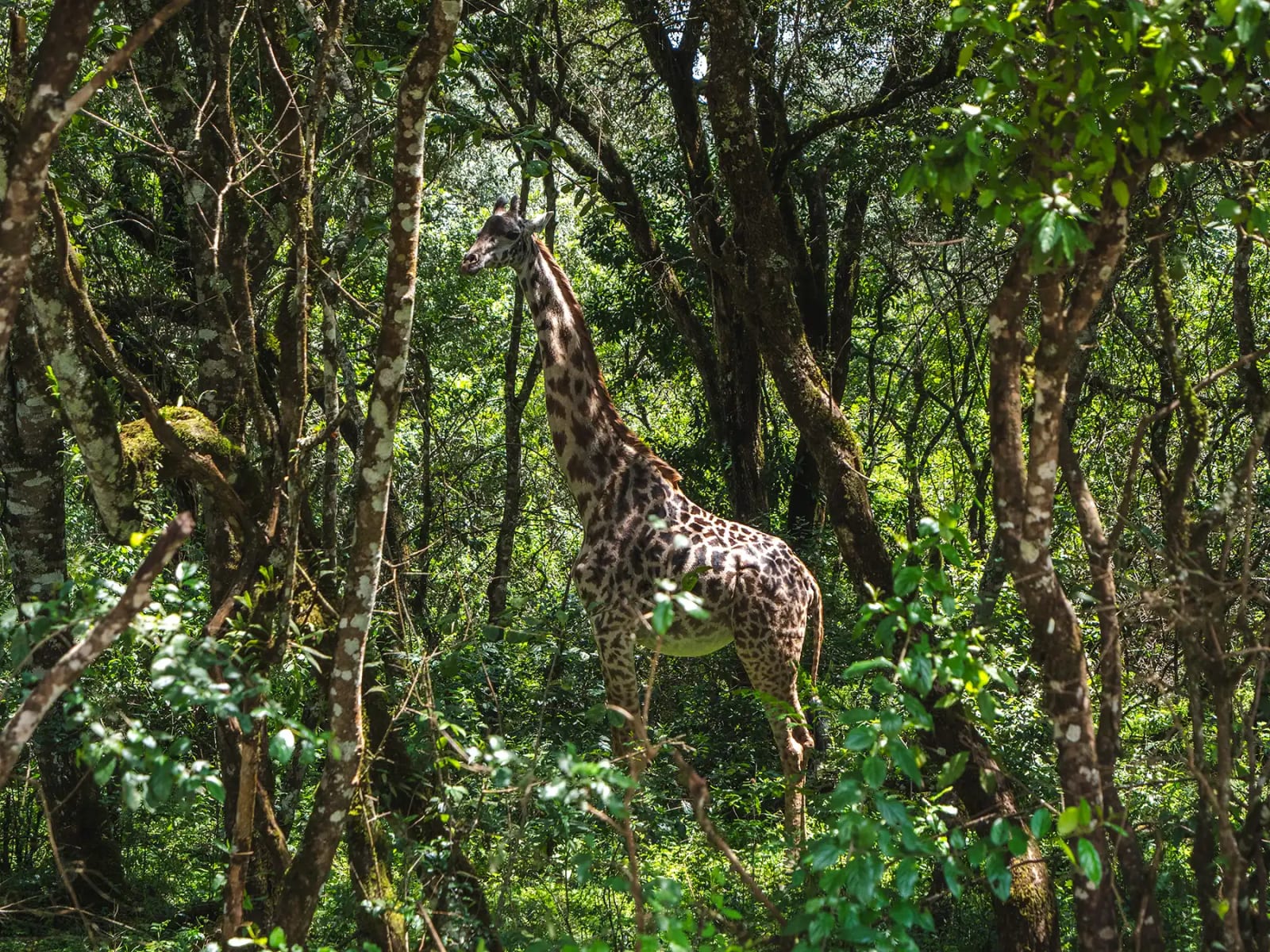 Zanzibar/Arusha