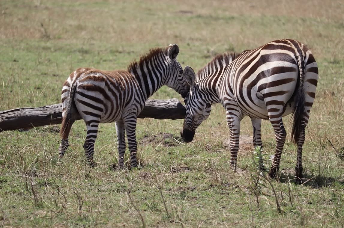 14-Day Tanzania Wildlife, Nature and Adventure Safari