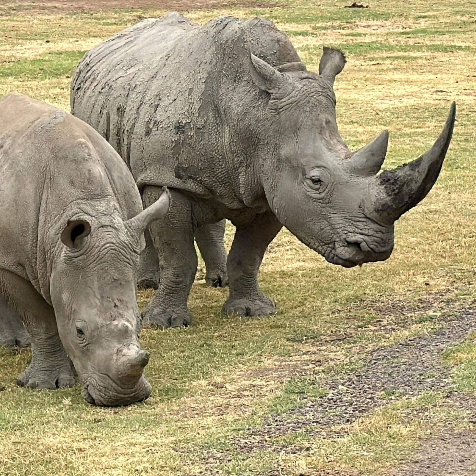 5-Day Luxury Kenya Private Safari | Exclusive Samburu & Ol Pejeta Conservancy Experience