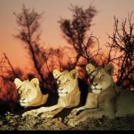 Unfold Africa Travel Safaris
