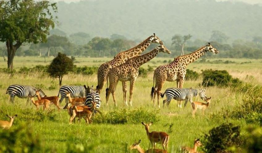 Uganda's Greatest Wildlife & Gorilla Adventure