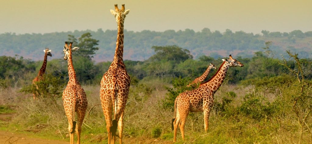 Rwanda's Complete Wildlife & Gorilla Adventure