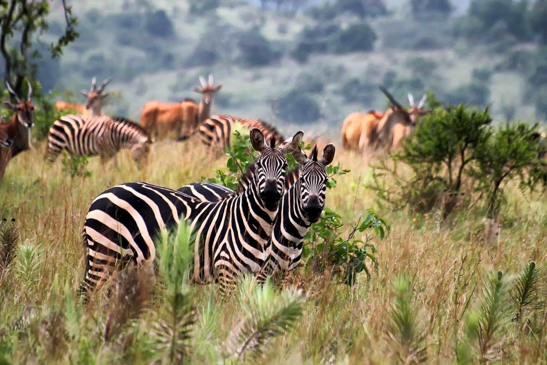Ultimate Rwanda Wildlife and Gorilla Adventure
