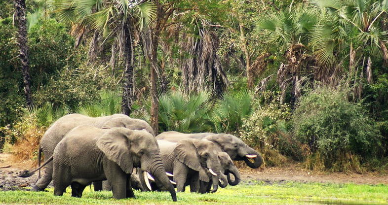 Mozambique Coastal Paradise Safari Experience
