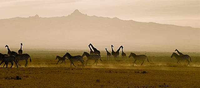 Kenya's Ultimate 14-Day Wildlife Expedition