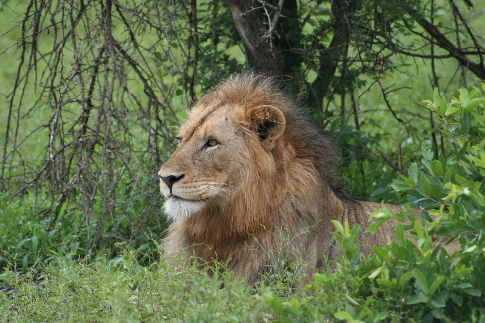 Bush and Lions: Kruger's Premier 5-Day Escape