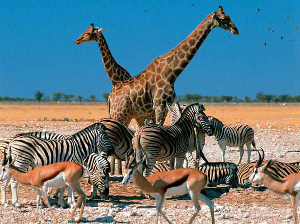 Namibia's Complete Wilderness: 10-Day Safari