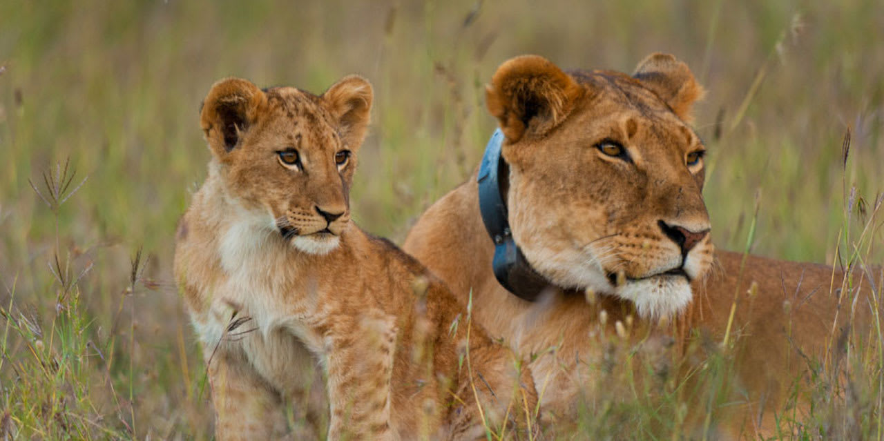 Kenya's Ultimate Wildlife & Beach Escape