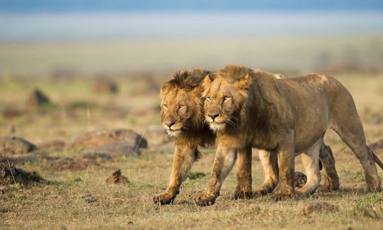 Ultimate Kenya Safari Adventure Experience