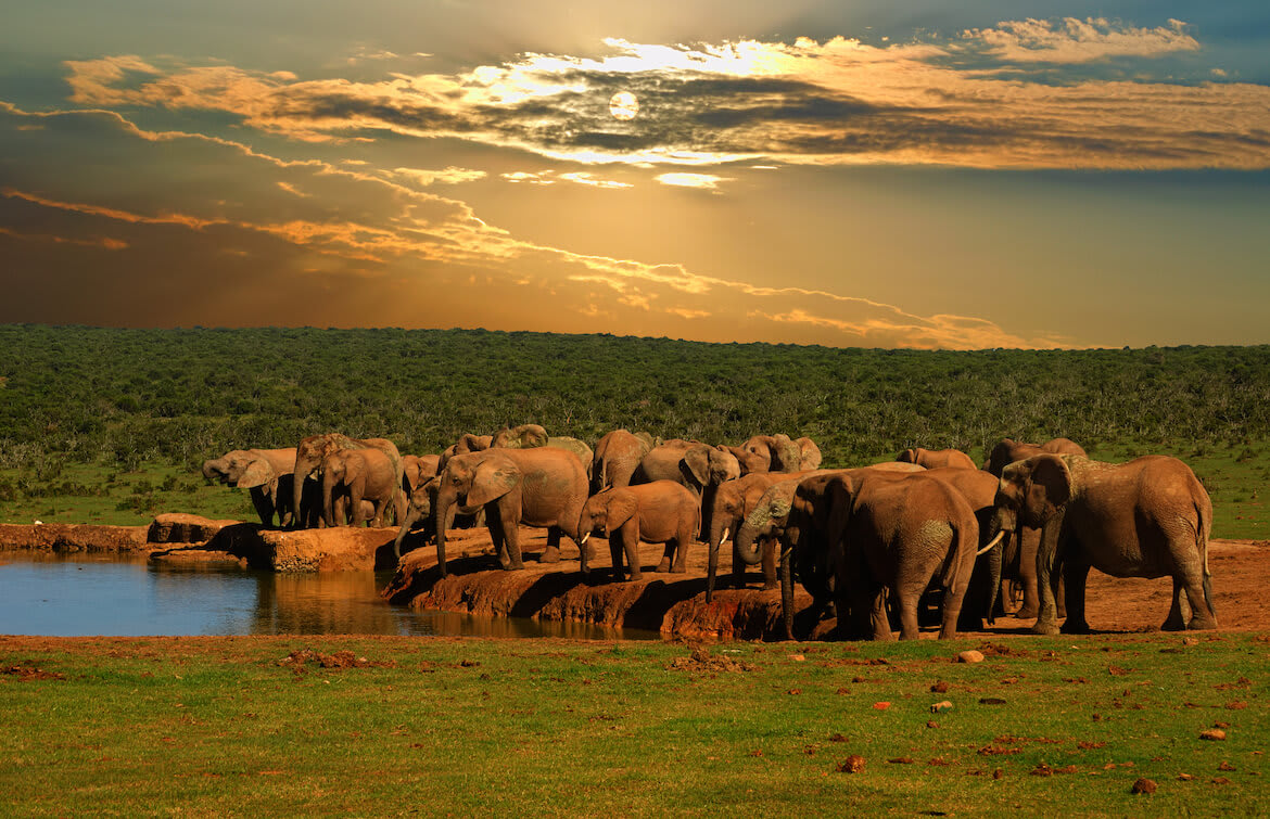 Golden Kruger Safari & Garden Route Explorer