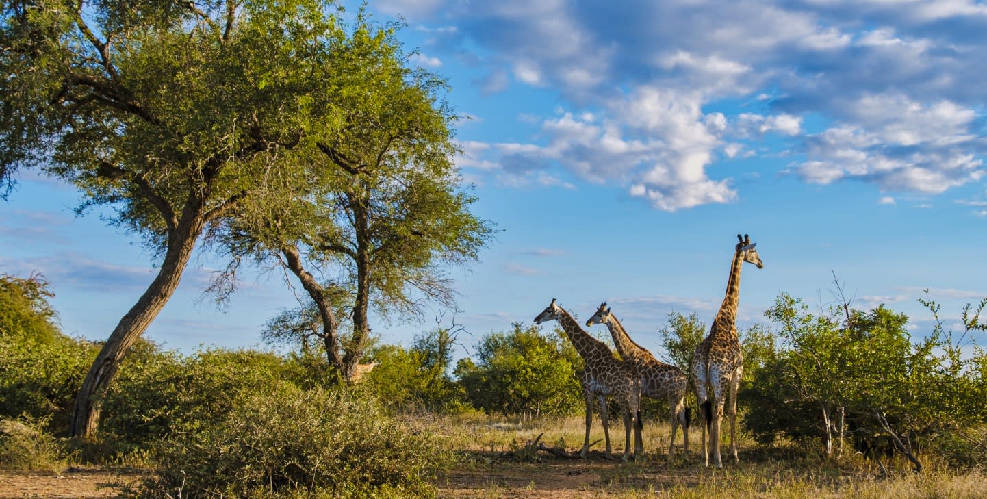 Kruger Wilderness Escape - 4 Days Premium Safari