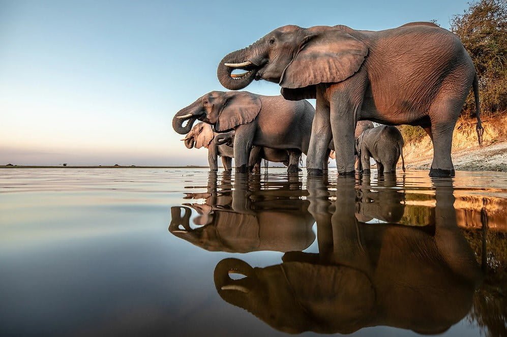 Botswana Family Safari: Budget Adventure Essentials