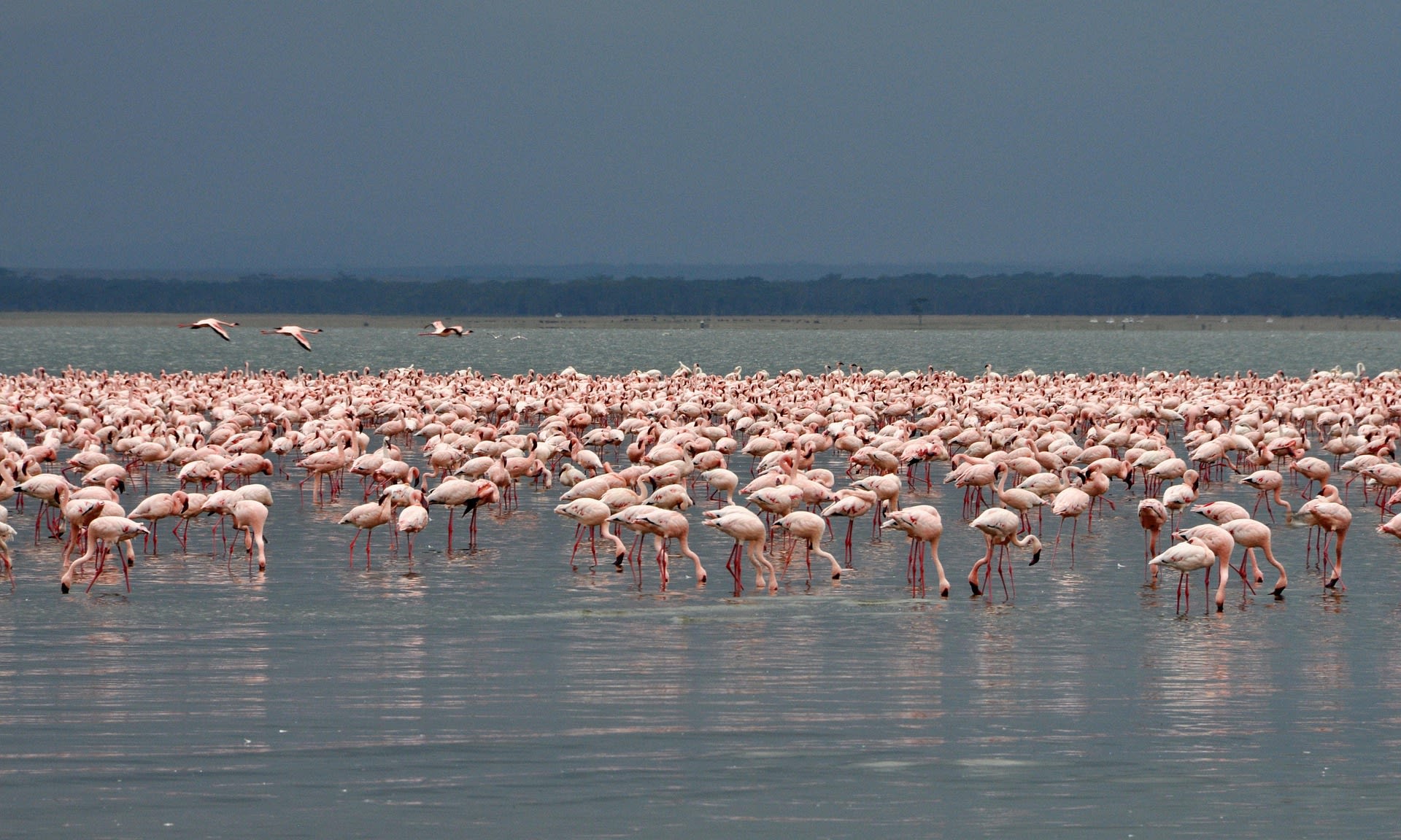 5-Day Bird Watchers Lake Circuit and Masai Mara