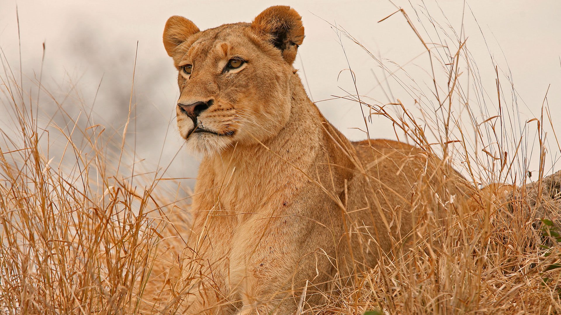 3-Day Amboseli Budget Safari