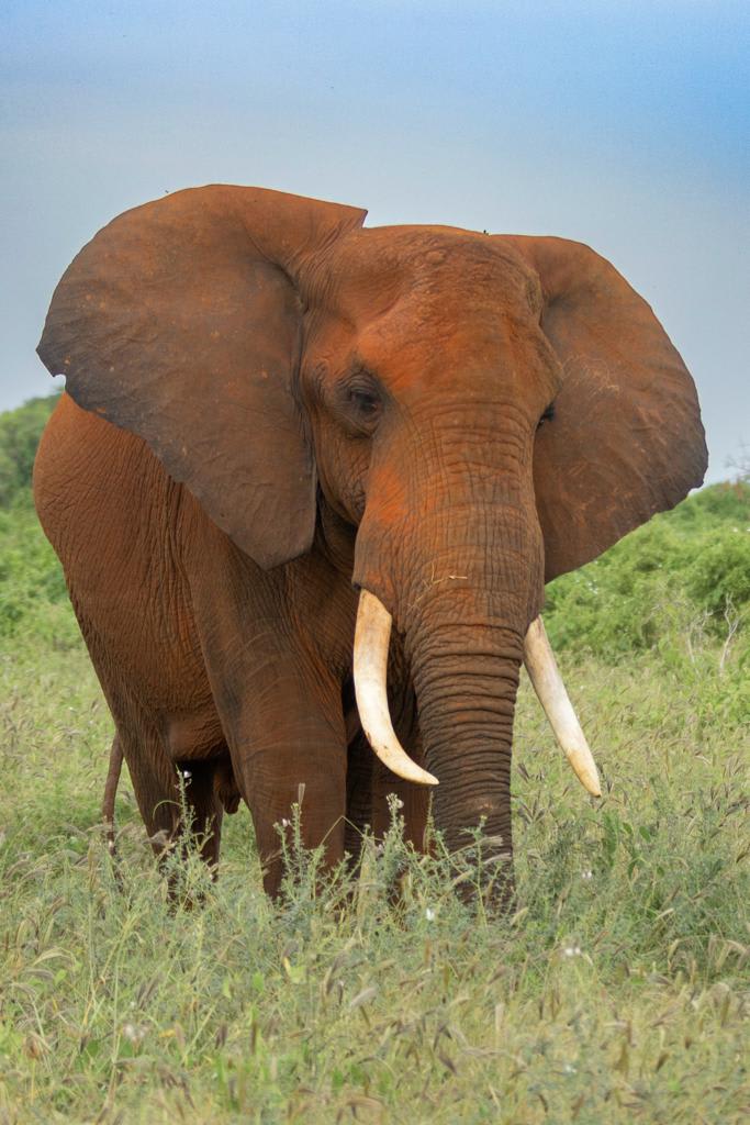 2-Day Tsavo East & Ngutuni Safari Adventure | Explore Kenya’s Wild Side