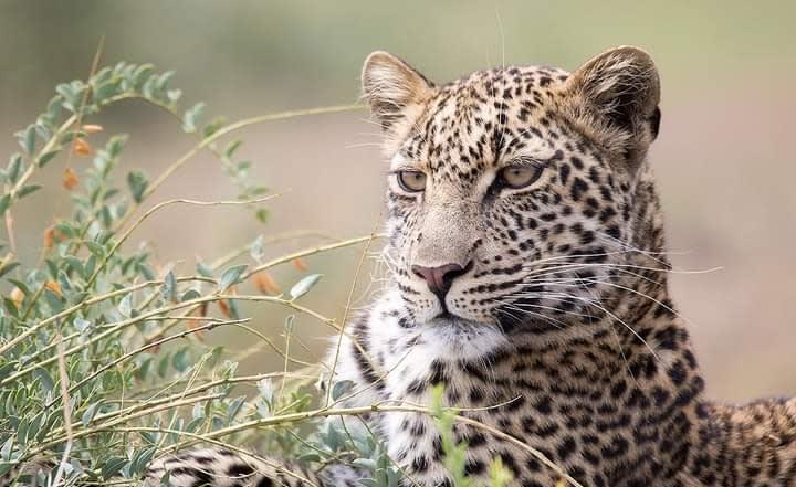 6-Day Amboseli, Lake Naivasha & Masai Mara Safari Odyssey.