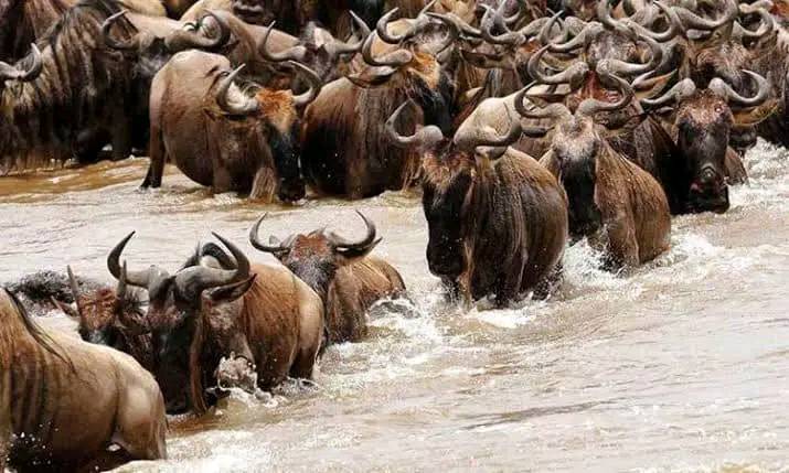 3-Day Masai Mara Joining Safari July - October Daily Departures