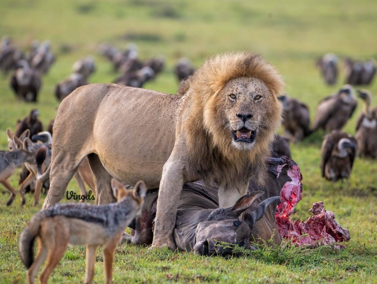 5-Day 5-Day Masai Mara, Lake Naivasha And Ol Pejeta Kenya Safari Tour Experience