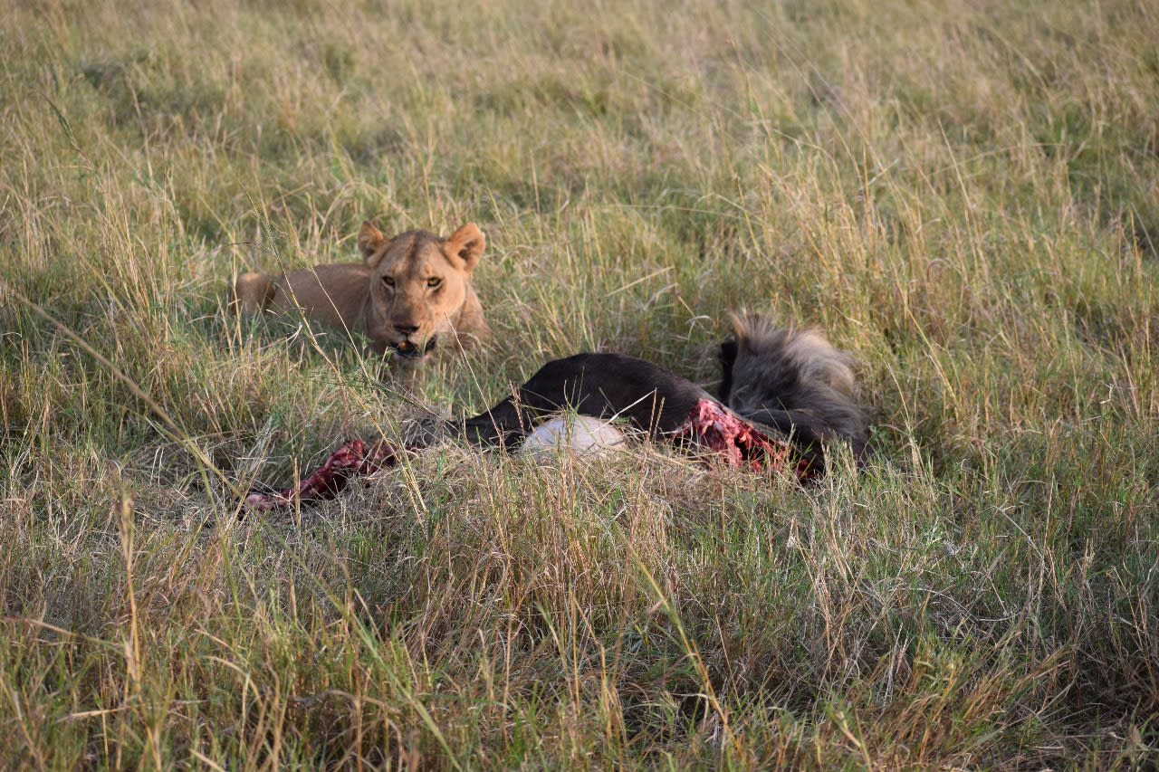 3-Day Mombasa to Mara Fly-in Safari Experience