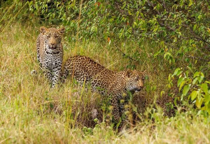 4-Day Lake Nakuru to Masai Mara Safari