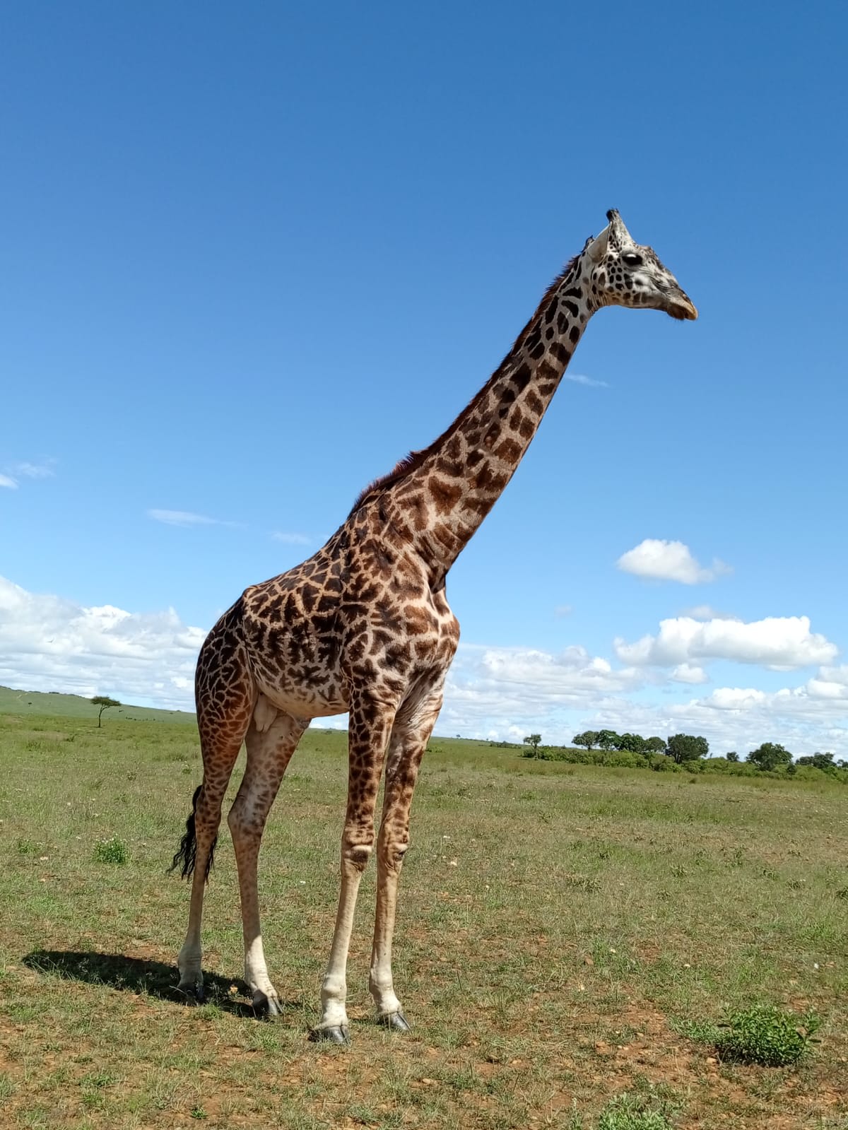 3-Day Day Great Migration Budget Safari