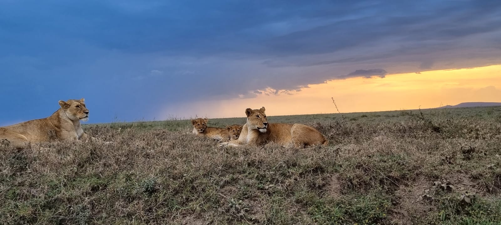 5-Day Days Masai Mara and Lake Nakuru Tour