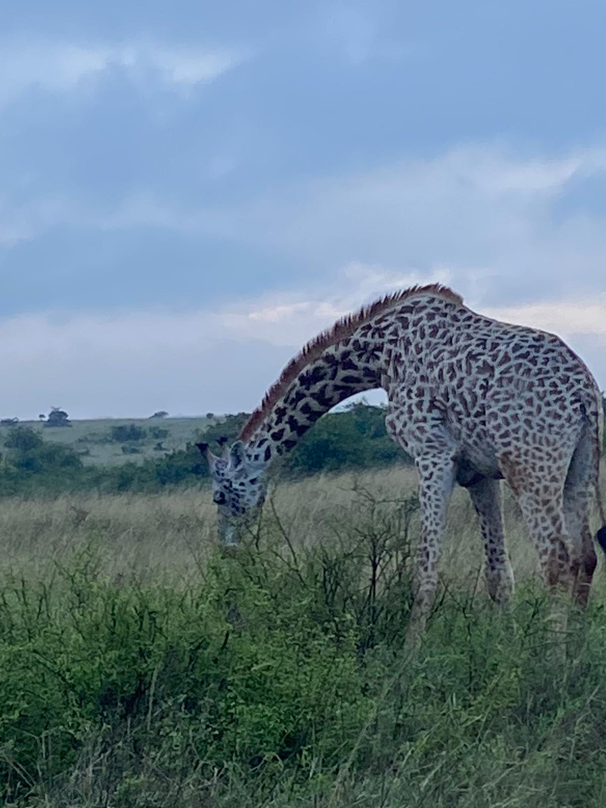 7-Day Nairobi/Aberdares/Nakuru/Naivasha/Maasai Mara Road Safari
